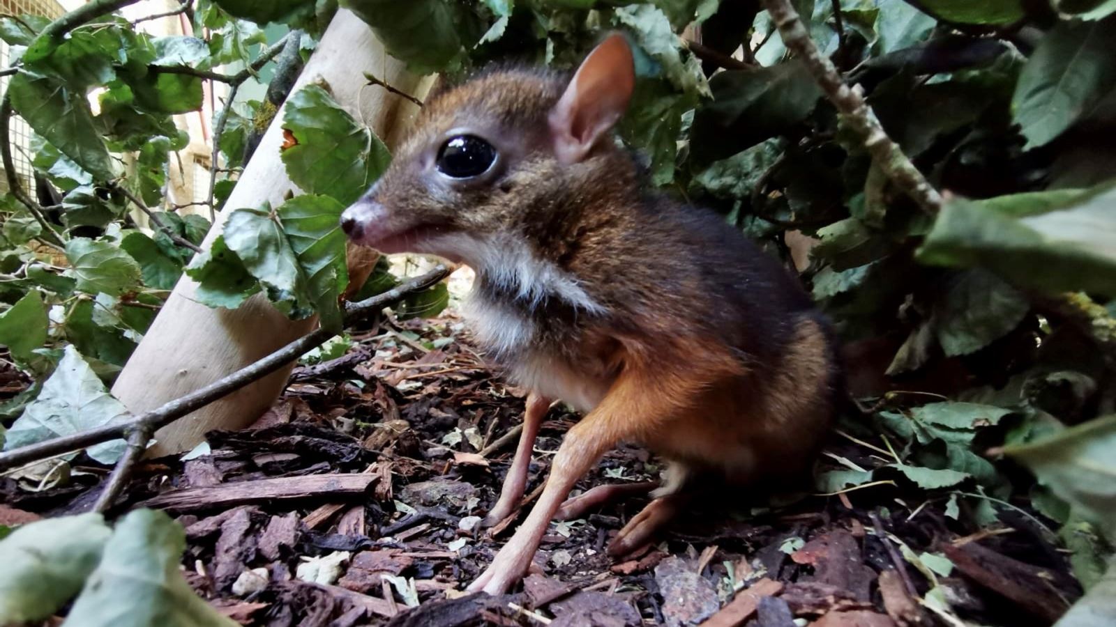 Mouse Deer Fawn named Otis